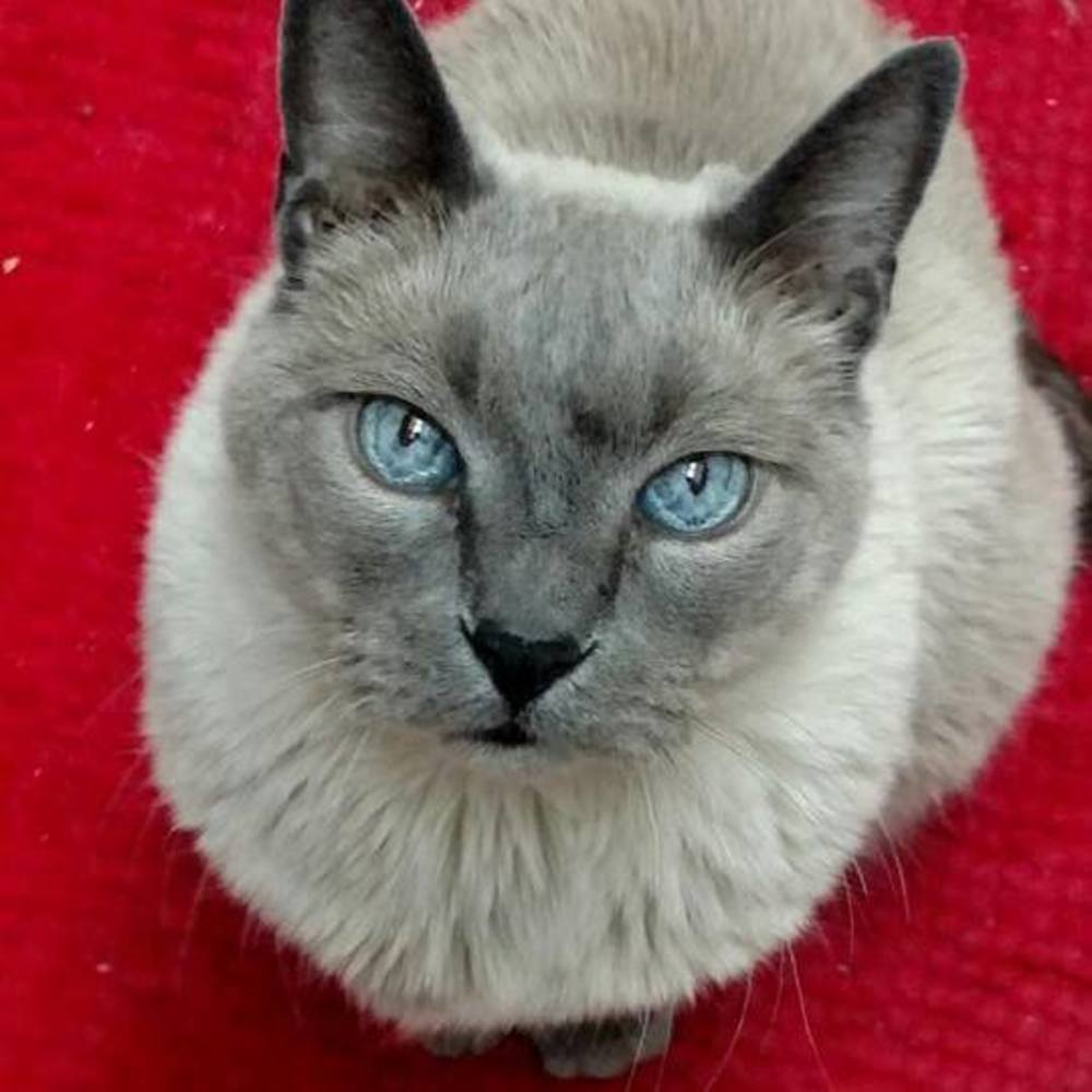 Meet your Posher, Ria